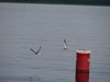 Kliknutm zvtte na obrzek s vysokm rozlienm